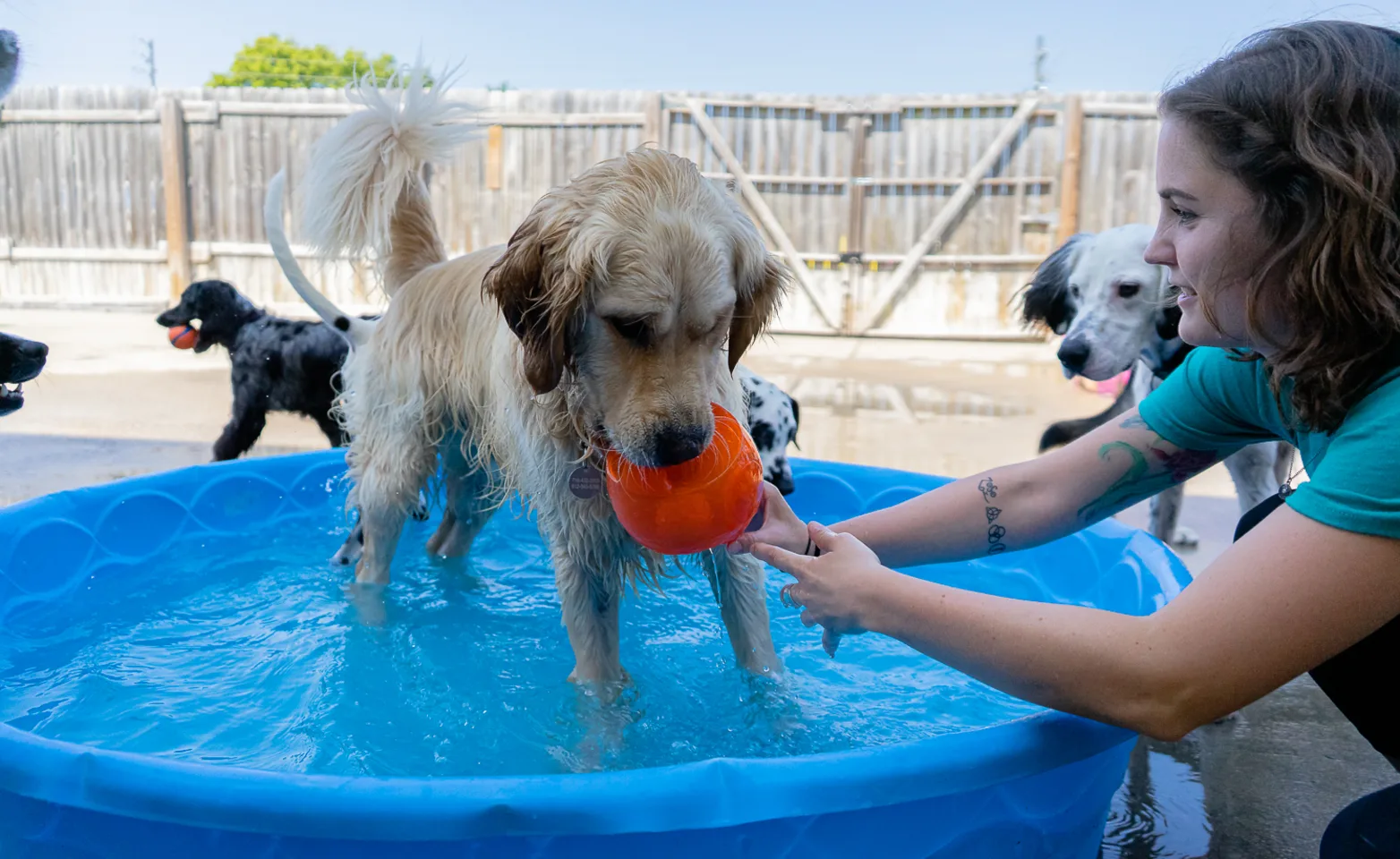 Dog playing with staff in pool at Puppy Playground